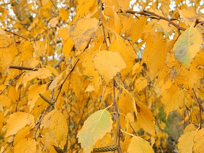 Brzoza brodawkowata liście jesienią