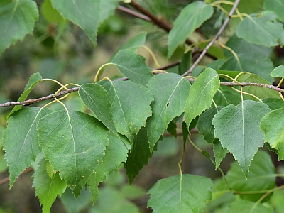 Brzoza brodawkowata liście