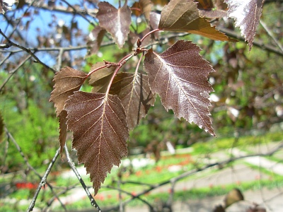 Brzoza brodawkowata purpurowa liście
