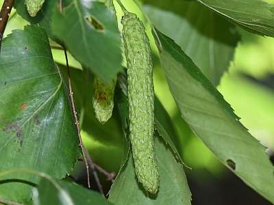 Brzoza papierowa owocostan