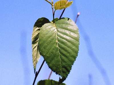 Brzoza żeberkowana liść