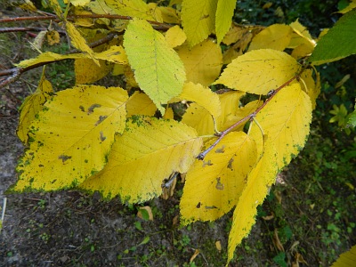 Brzoza żółta jesienią