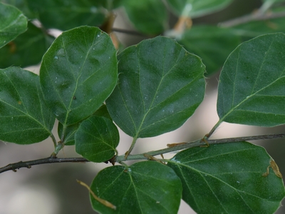 Buk zwyczajny 'Rotundifolia'