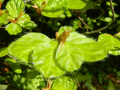 Buk zwyczajny 'Rotundifolia'