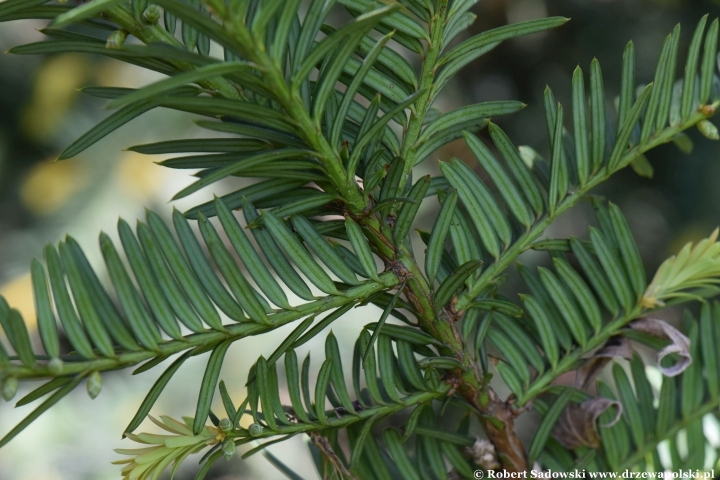 Cis Hunnewelliana
