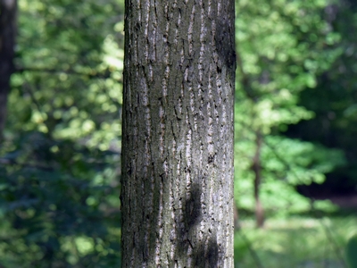 Cyklokaria okrągłoowockowa kora