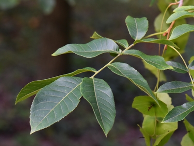 Cyklokaria okrągłoowockowa liść Cyklokaria okrągłoowockowa liść