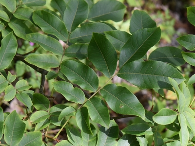 Cyklokaria okrągłoowockowa liść