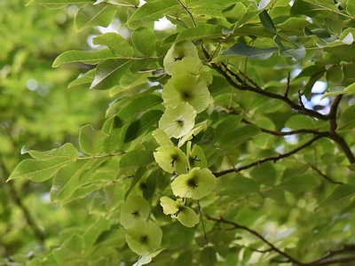 Cyklokaria okrągłoowockowa owoce drzewa Cyklokaria okrągłoowockowa owoce drzewa