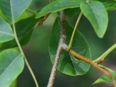 Cyklokaria okrągłoowockowa pęd Cyklokaria okrągłoowockowa pęd