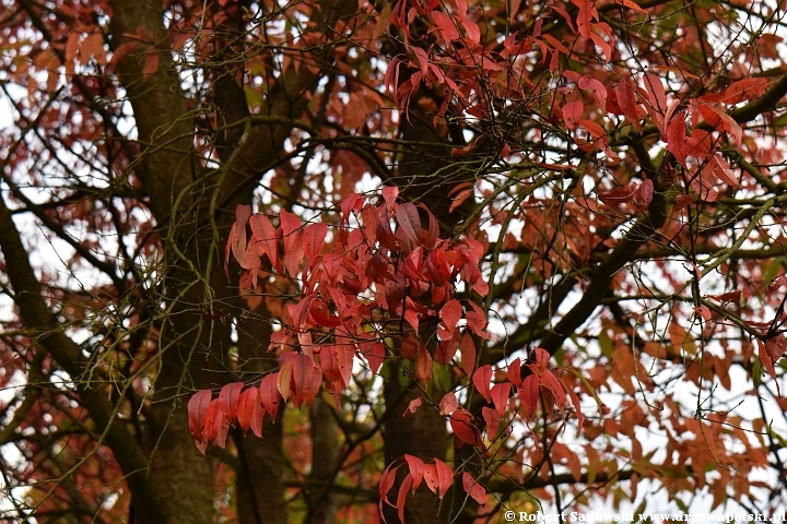 Czeremcha pensylwańska jesienią