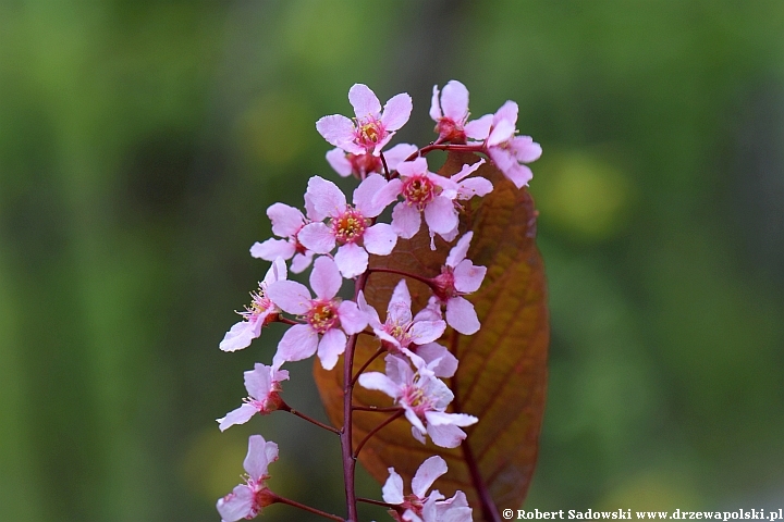 Czeremcha pospolita 'Colorata'