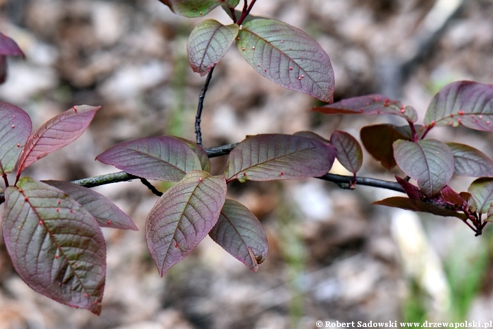 Czeremcha pospolita 'Colorata'