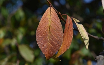 Czeremcha zwyczajna jesienny liść
