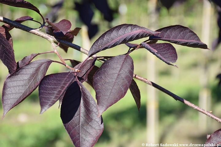 Czeremcha wirginijska 'Canada Red'