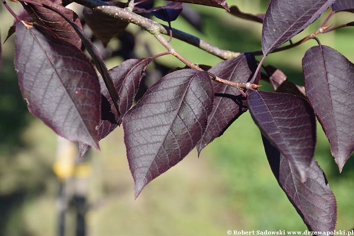 Czeremcha wirginijska 'Canada Red'