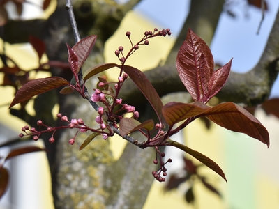 Czeremcha zwyczajna - odmiana 'Colorata'