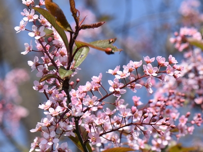 Czeremcha zwyczajna - odmiana 'Colorata'