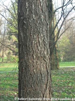 https://www.drzewapolski.pl/Drzewa/Daglezja/Zielona/Daglezja_zielona_kora.jpg