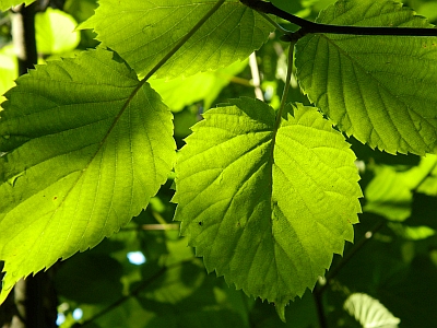 Dawidia chińska (Davidia involucrata Baill) - zdjęcia i opis drzewa