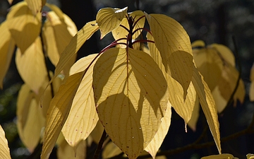 Dereń drzewiasty liście jesienią