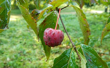 Dereń kousa owoc