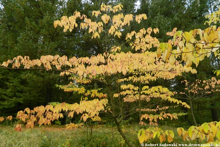 Dereń pagodowy - przebarwienia