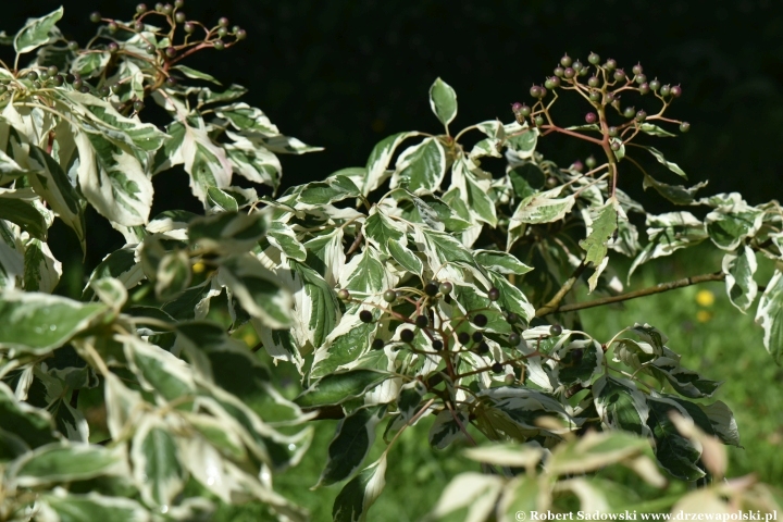 Dereń pagodowy 'Variegata' Dereń pagodowy 'Variegata'