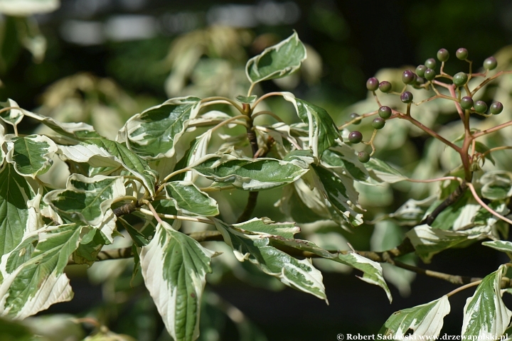 Dereń pagodowy 'Variegata' Dereń pagodowy 'Variegata'