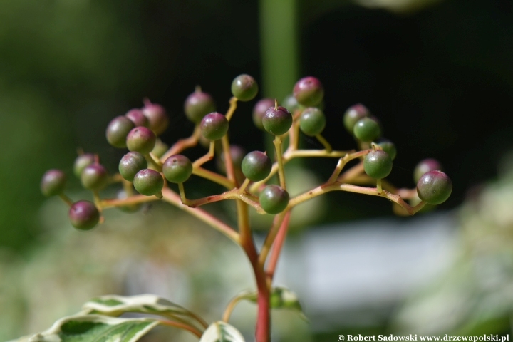 Dereń pagodowy 'Variegata' Dereń pagodowy 'Variegata'