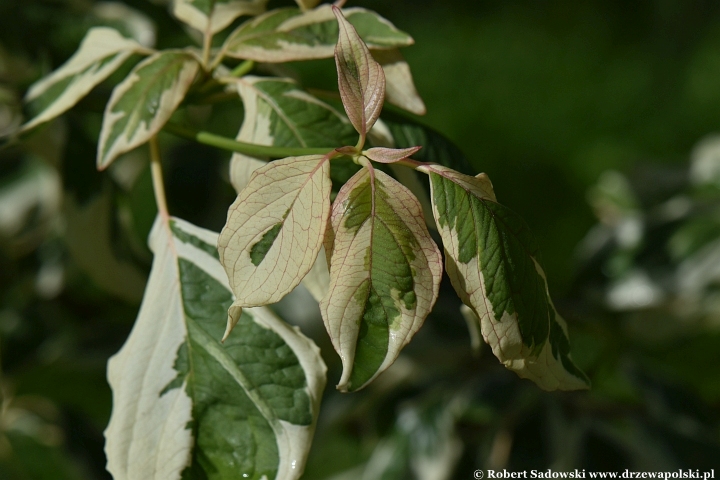 Dereń pagodowy 'Variegata' Dereń pagodowy 'Variegata'
