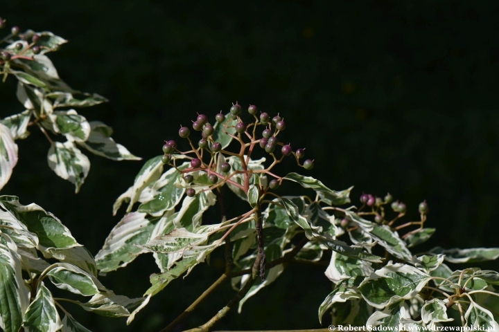Dereń pagodowy 'Variegata' Dereń pagodowy 'Variegata'