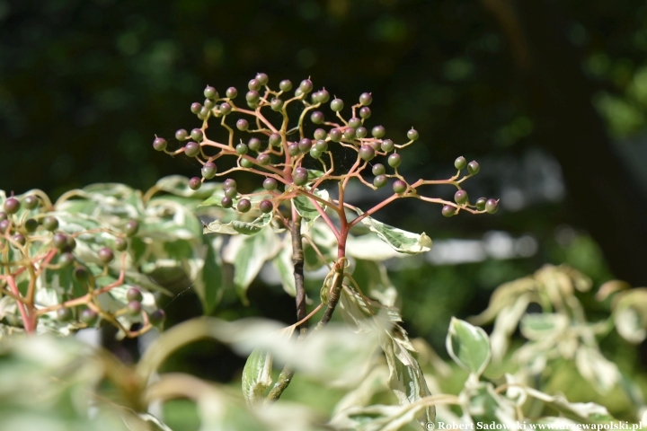 Dereń pagodowy 'Variegata' Dereń pagodowy 'Variegata'