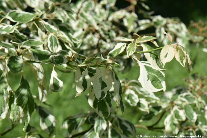 Dereń pagodowy 'Variegata' Dereń pagodowy 'Variegata'