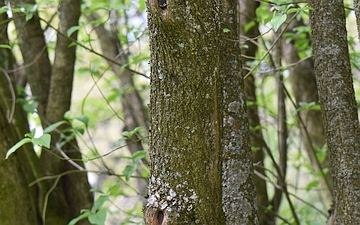 Deren świdwa kora