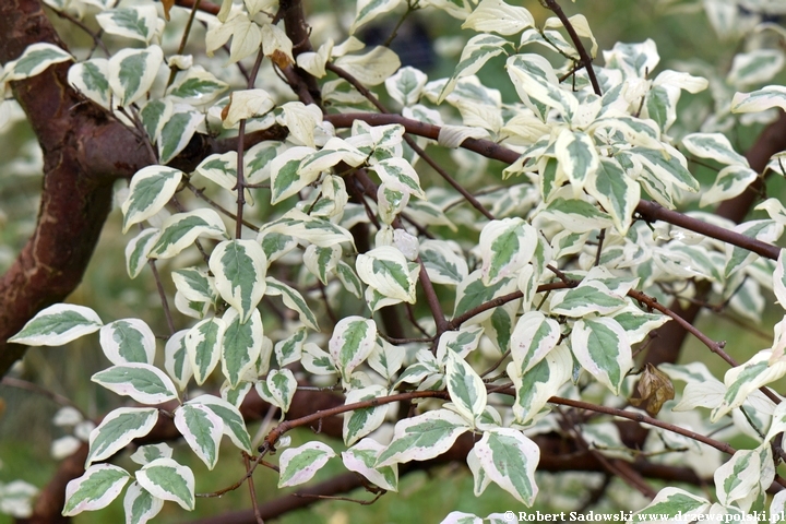 Dereń jadalny 'Variegata'