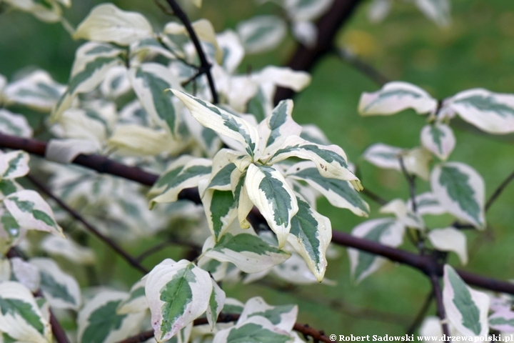 Dereń jadalny 'Variegata'