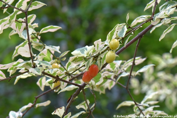 Dereń jadalny 'Variegata'