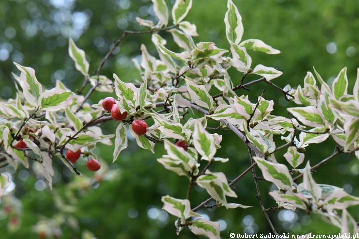 Dereń jadalny 'Variegata'