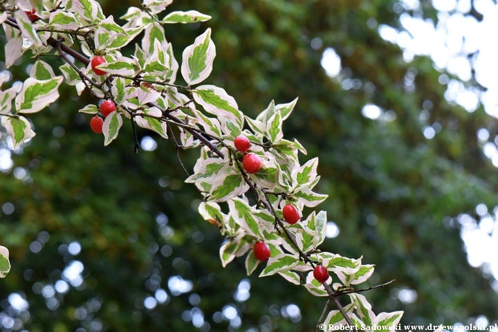 Dereń jadalny 'Variegata'