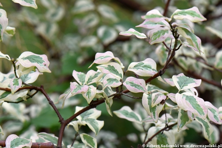 Dereń jadalny 'Variegata'