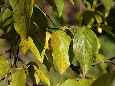 Dereń jadalny liście jesienią