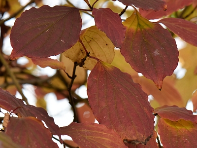 Dereń świdwa liście jesienią