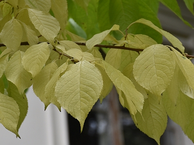Eukomia wiązowata liście jesienią