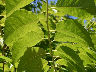 Eukomia wiązowata liście