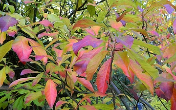 Franklinia amerykańska gałązka jesienią