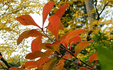 Franklinia amerykańska gałązka jesienią