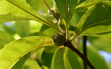 Franklinia amerykańska gałązka latem