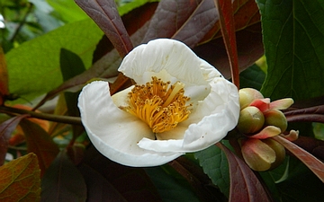 Franklinia amerykańska kwiat