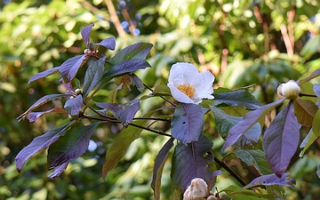 Franklinia amerykańska kwiat